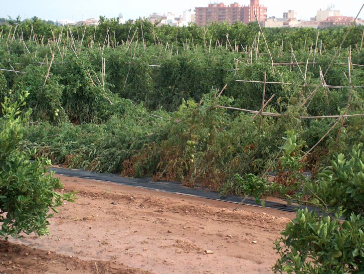 Conseqüències de la pedregada a un camp de tomaqueres. L'Horta Nord (2005).)